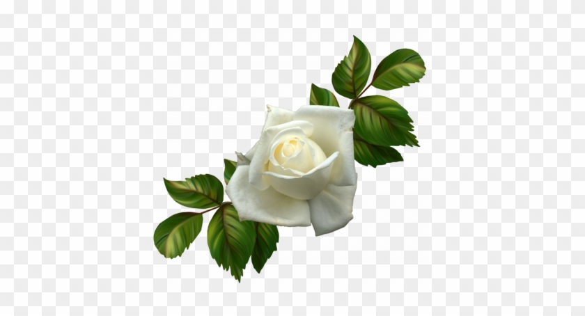 Resultado De Imagen Para Flores Blancas De Duelo Png - Rosas Blancas Png #819985
