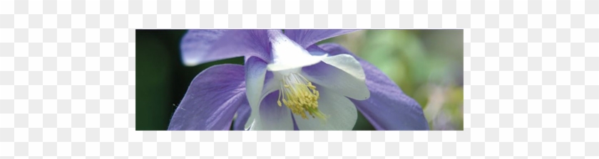 Bild Von Blumen Niehüser In Oberhausen - Colorado Blue Columbine #819988
