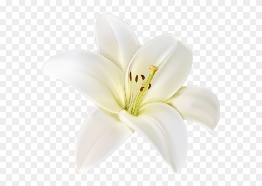 Beautiful White Flower Png Clipart Image - White Lily Flower Png #819993