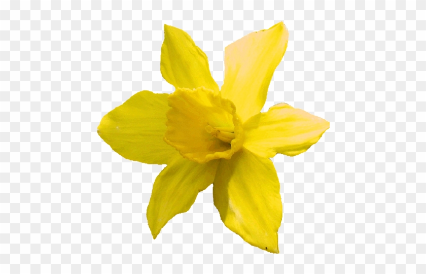 Balsam Brands Developer User Daffodil Day Parody - Narcissus #819999