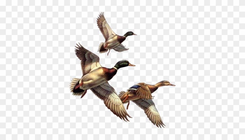 973jem4fabc - Wild Duck Clip Art #820003