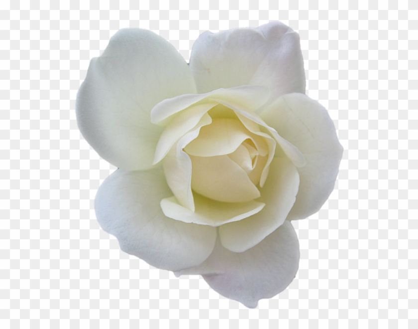 Fleurs Rouges Png, Suitetubes Png, Décos De Pâques - White Rose #820007