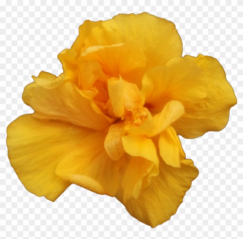 Valencia - A Single Yellow Rose #820009