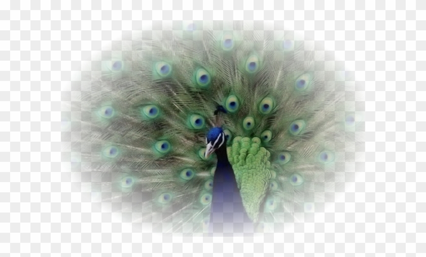Paons - Cafepress Peacock Art Queen Duvet #820020