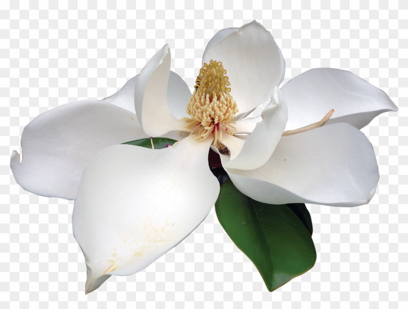 Southern Magnolia - Magnolia Png #820014