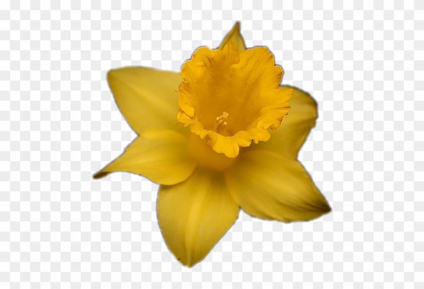 Daffodil #820018