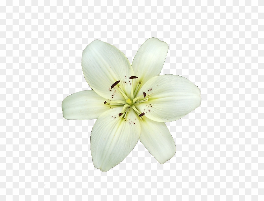 6 Png - White Lily Png #820021