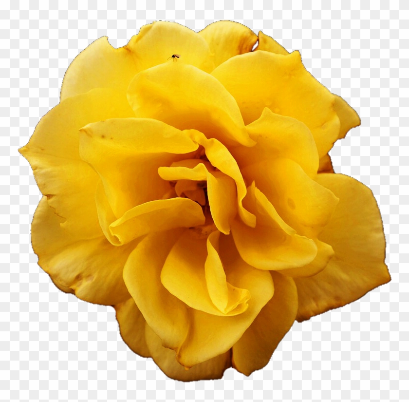 Yellow Rose By Jeanicebartzen27 - Carnation #820024