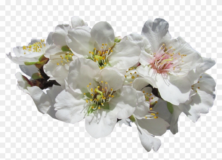 Blossom, Almond, Springtime - Amendoa Em Flor Png #820035