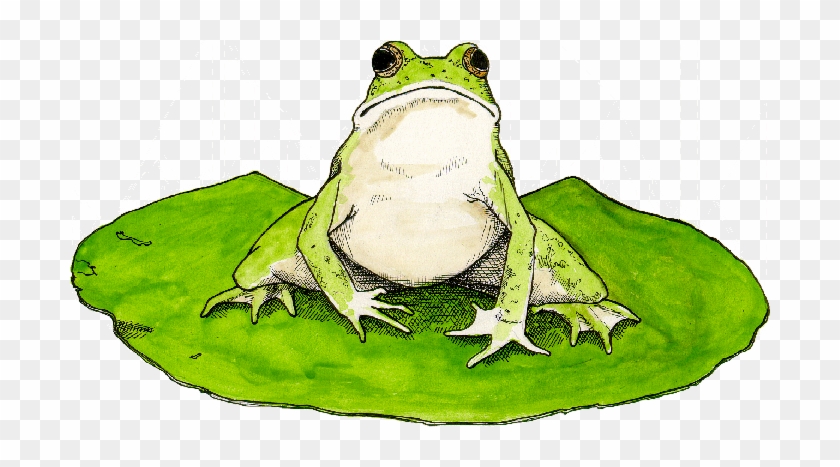 Frog On Lily Pad Clipart - Frogs On Lily Pads #820031