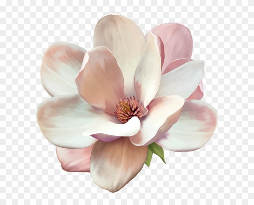 Magnolia Tattoo, Signe De Respect Et De Fidélité Dans - Magnolia Clipart #820049