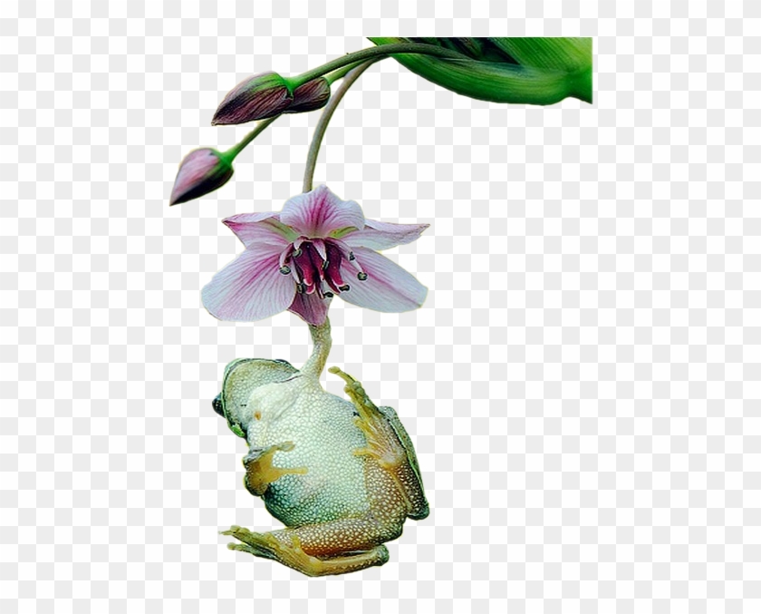 May 2014 At - Frog #820071