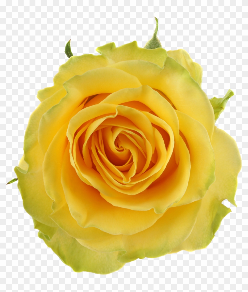 Yellow Qualirosahead Size - Garden Roses #820059