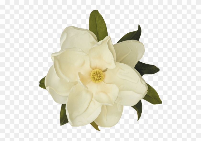 Magnolia White - - S - - - Magnolia Flower Transparent #820061
