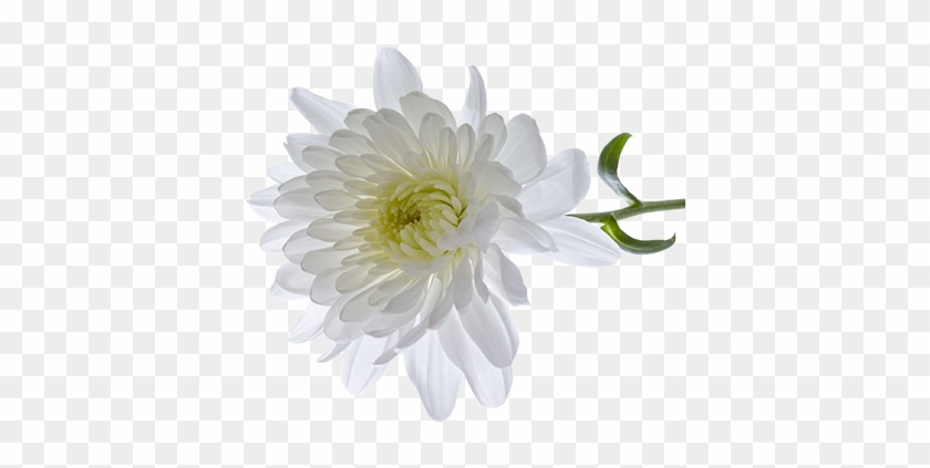 Chrysanthemum Clipart Transparent - White Chrysanthemum Flower Transparent #820066