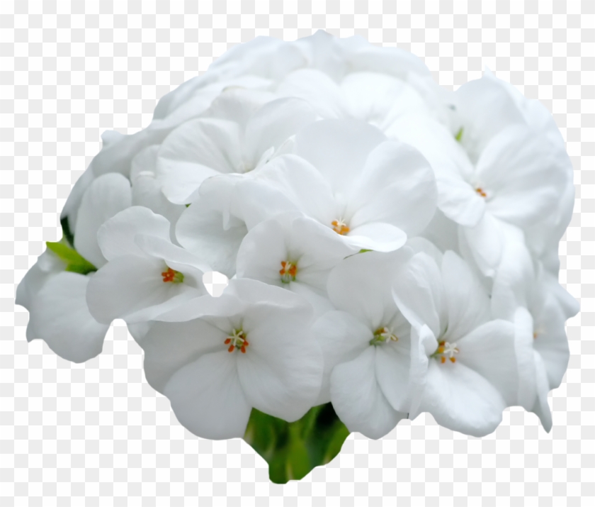 White Flowers By Pandymonium62 White Flowers By Pandymonium62 - Deviantart #820072