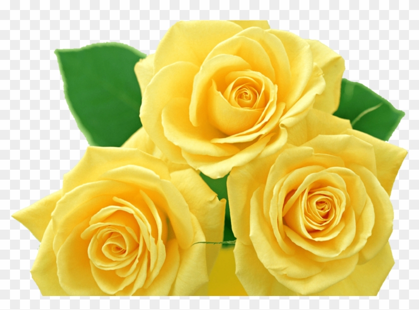 Yellow Roses Png By Melissa Tm On Deviantart - Yellow Roses Png #820082
