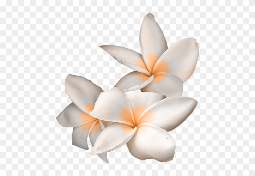 Plumeria Clipart White Blossom - Flower #820081