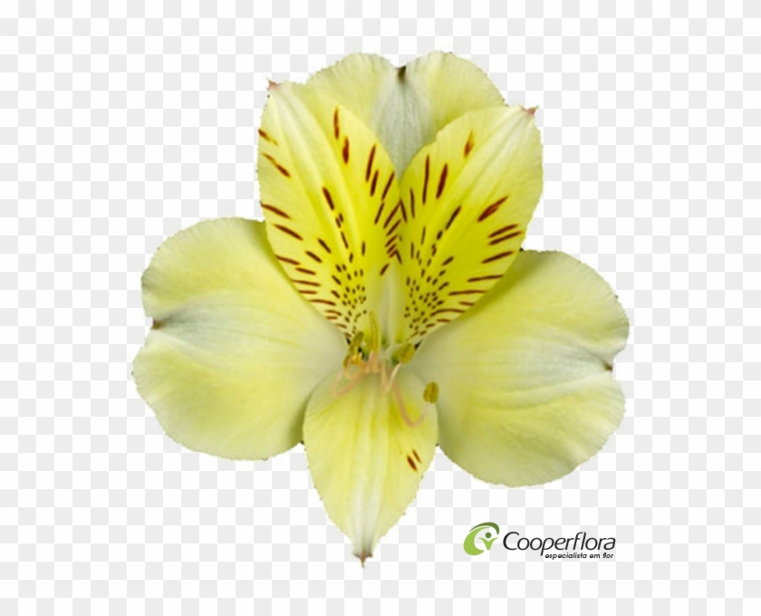 Alstroemeria Boa Vista - Lily Of The Incas #820084