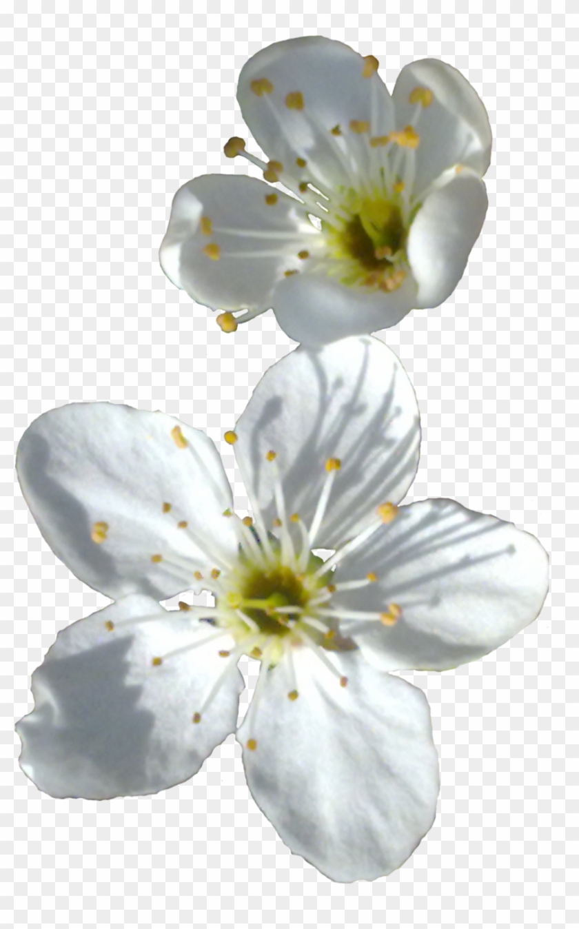 Little White Spring Flower By Sofijas - Little White Flowers Png #820102