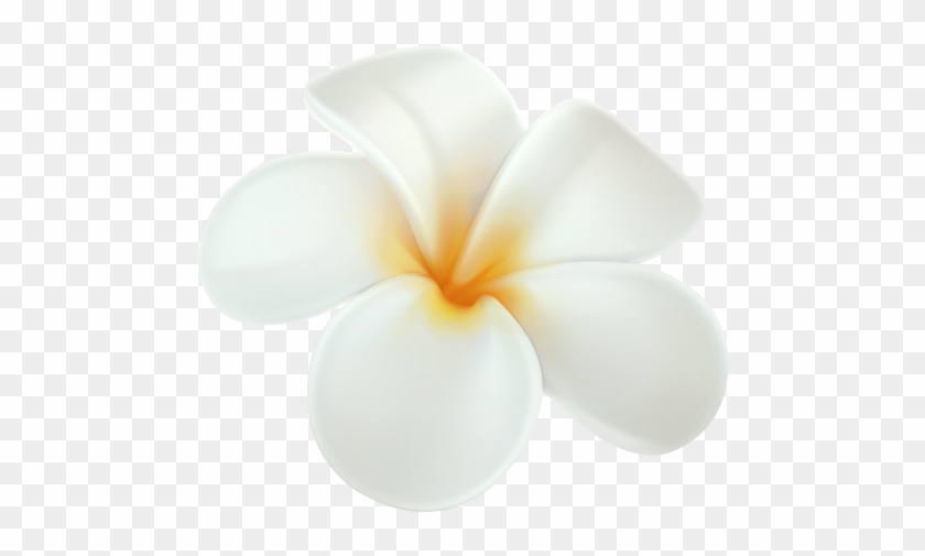 Plumeria Png Clip Art In Category Flowers Png / Clipart - White Hawaiian Flower Png #820106