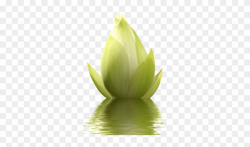水上<i>含</i><i>苞</i - Sacred Lotus #820109