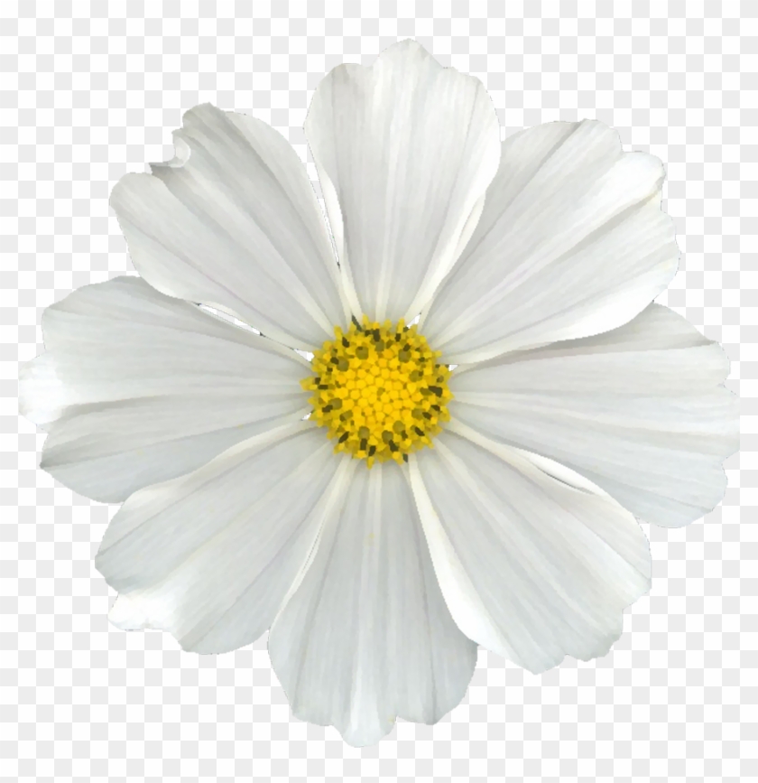 White Flower Png - White Flower Png #820114