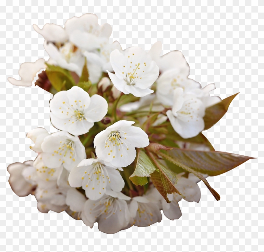 Cherry Blossom Floral Design White - Barbaratag Alles Gute #820120