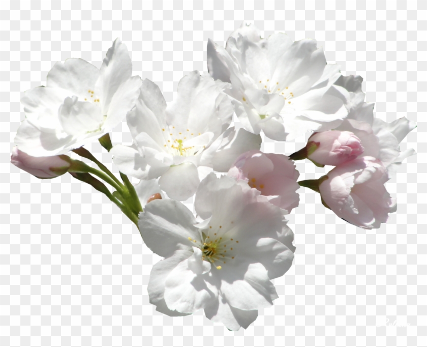 Белые Цветы - Цветы Белые Пнг #820125