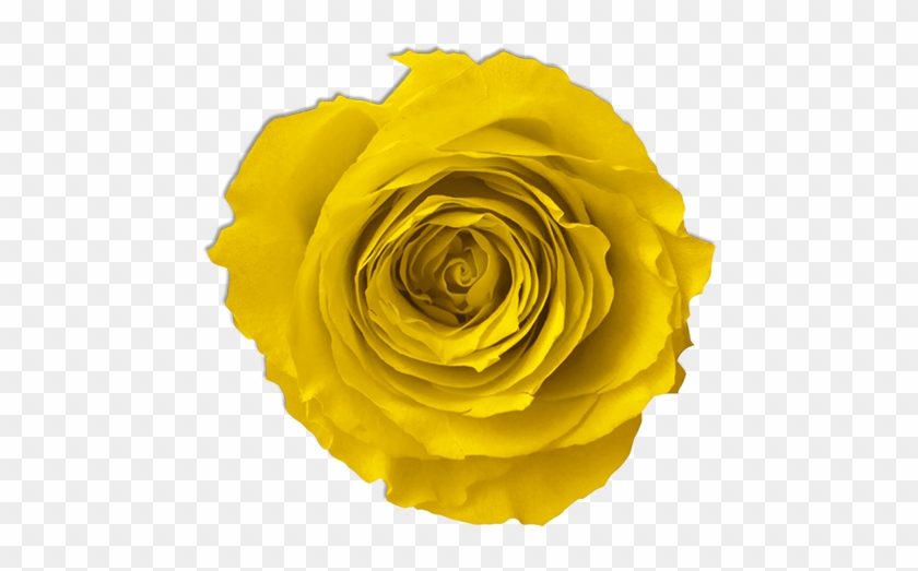 Yellow Rose - Rose #820124