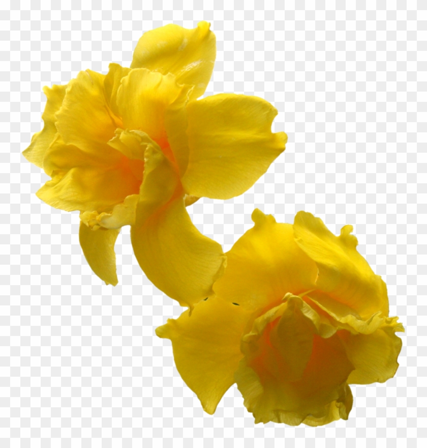 Imágenes Para Photoscape De Flores Y Plantas - Yellow Flowers #820131