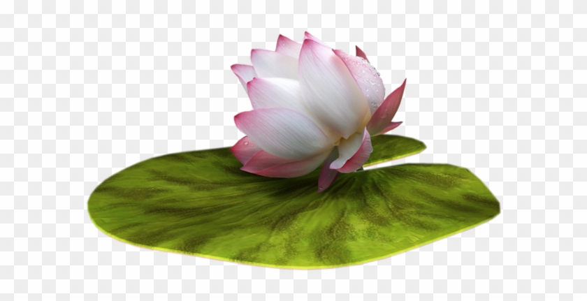 Png Çiçek Resimleri, Harika Çiçek Demetleri - Ping Lotus Flower #820132