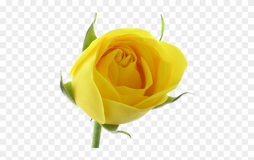 Yellow Roses - Rosa Amarilla Sant Jordi #820133