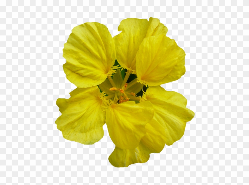 [ Img] - Large-flowered Evening Primrose #820137