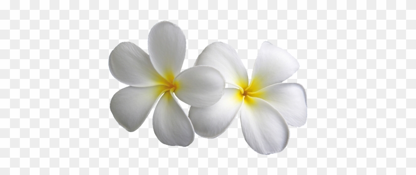 Plumeria Transparent Flowers Png Mightylinksfo White Flower Png Free Transparent Png Clipart Images Download