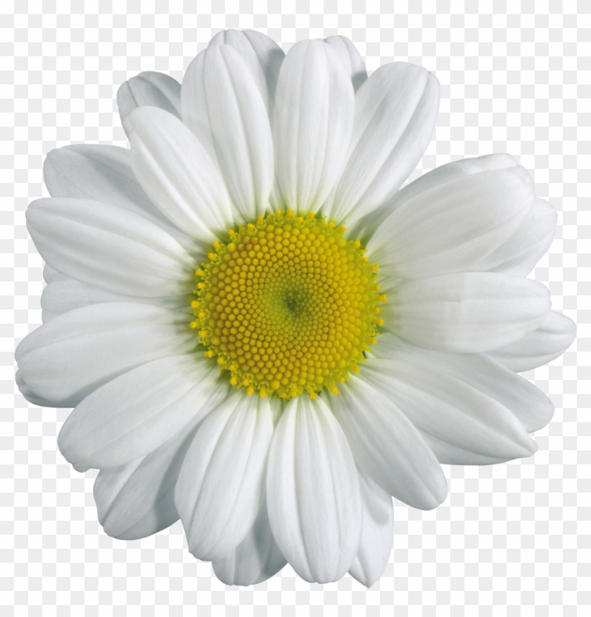 Transparent Chamomile #820143