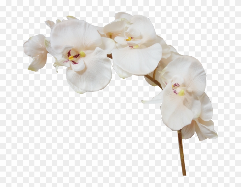 74cm Phalaenopsis Orchid Spray 6 Flowers 2 Buds - Moth Orchids #820152