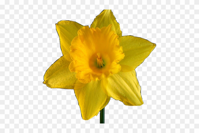 Daffodil #820160