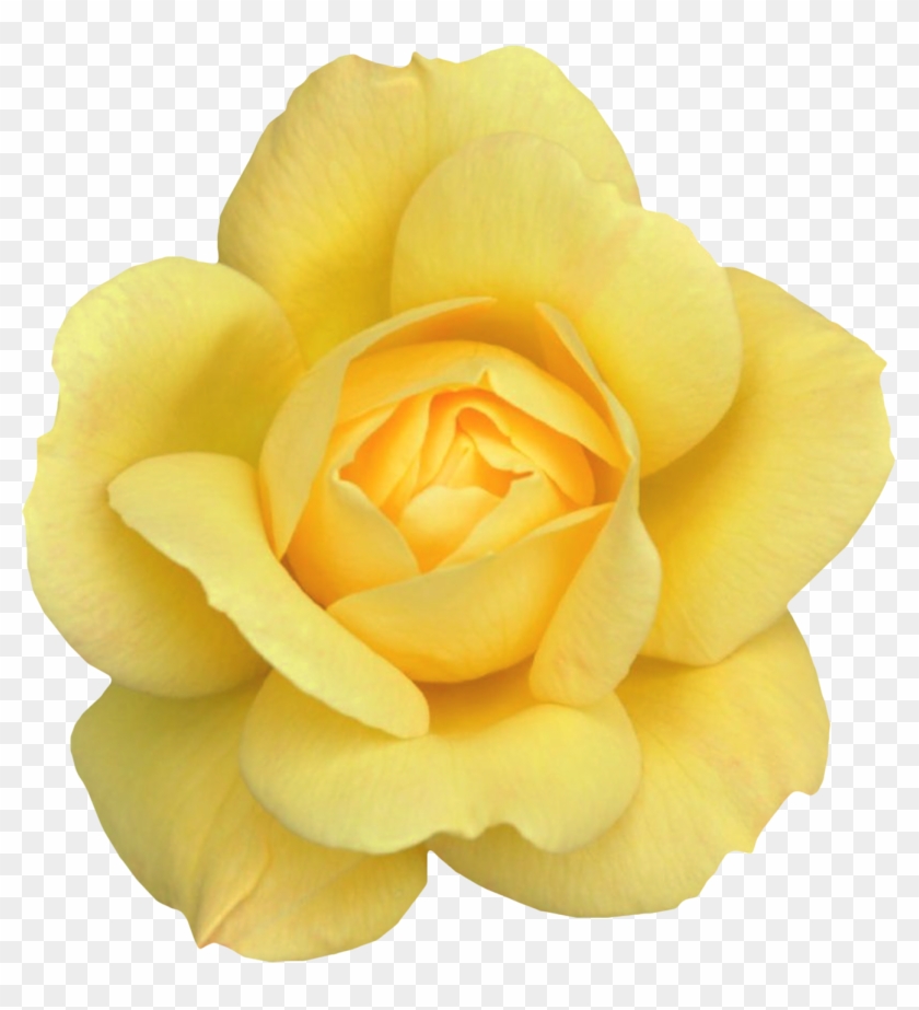 Yellow Rose / Flower / Transparent - Yellow Rose / Flower / Transparent #820168