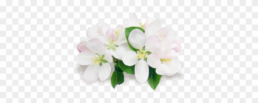 Beyaz Çiçek Resimleri Png - Хорошего Дня Тебе Любимая Хорошего Настроения #820164