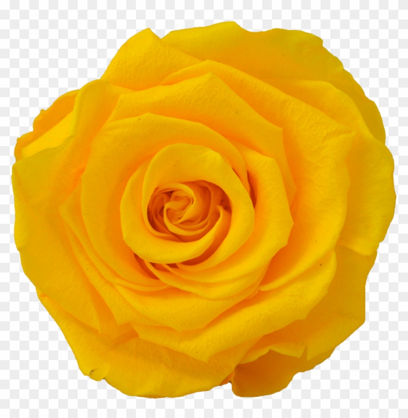 Princess Cut - Floribunda #820175