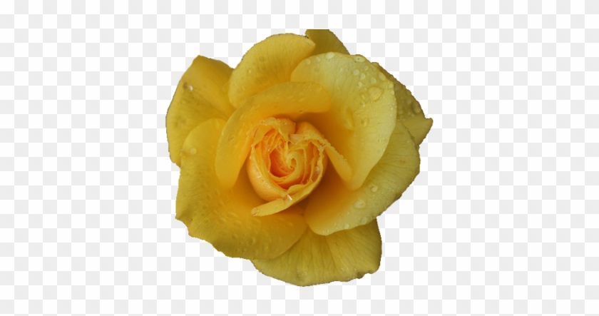 Yellow Flowers Tumblr Hd Wallpaper - Rose #820174