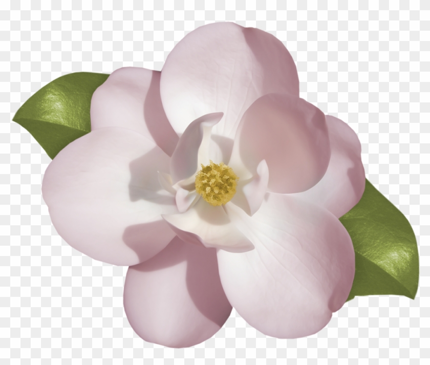 White Gardenia Blossom Isolated - Gardenia Flower Image Png #820177