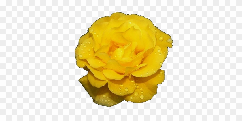 Изображение Для Плейкаста - Beautifull Yellow Rose Png #820197