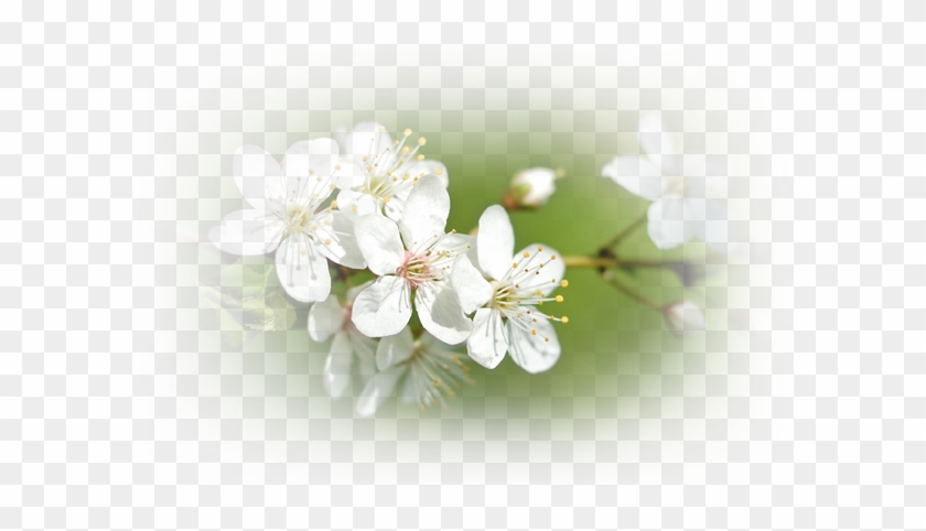 At Beltane We Celebrate The Fertile Height Of Spring - Cherry Blossom #820198