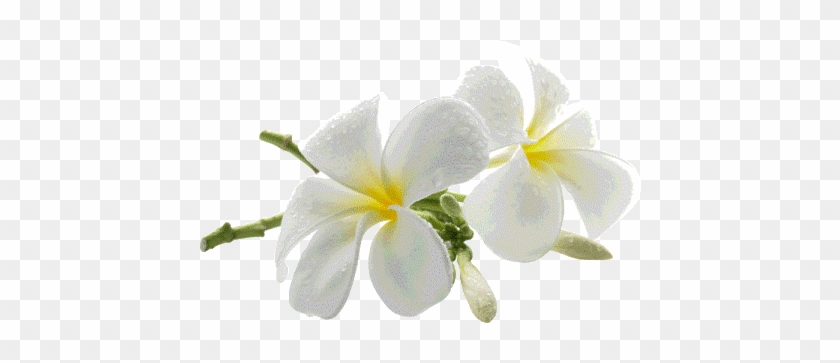 Budi U Miru U Svjetlosti - กลอน ดอก ลีลา วดี #820196