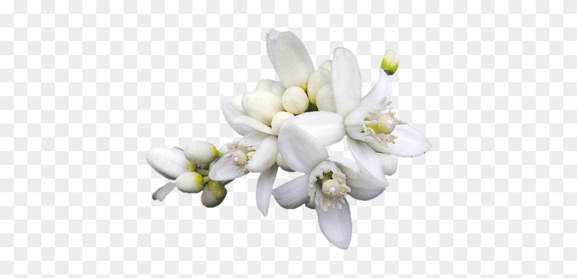 Azzahár Includes Remains Of The Roman Wall, First Century - Aroma & More Neroli Essential Oil Dilute 10% (tunisia) #820203