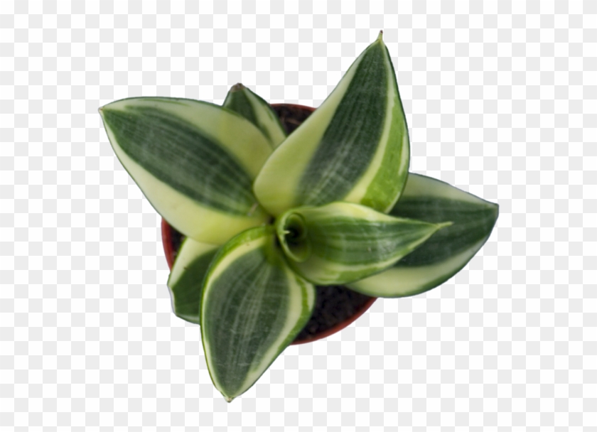 Sanseveria - Costus Family #820216