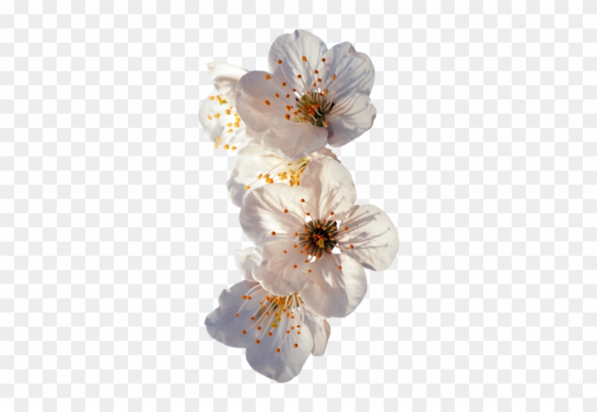 Publicat De Eu Ciresica La - Cherry Blossom #820218