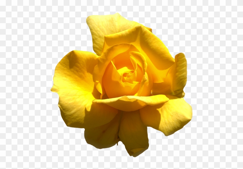 Yellow Roses - Floribunda #820237